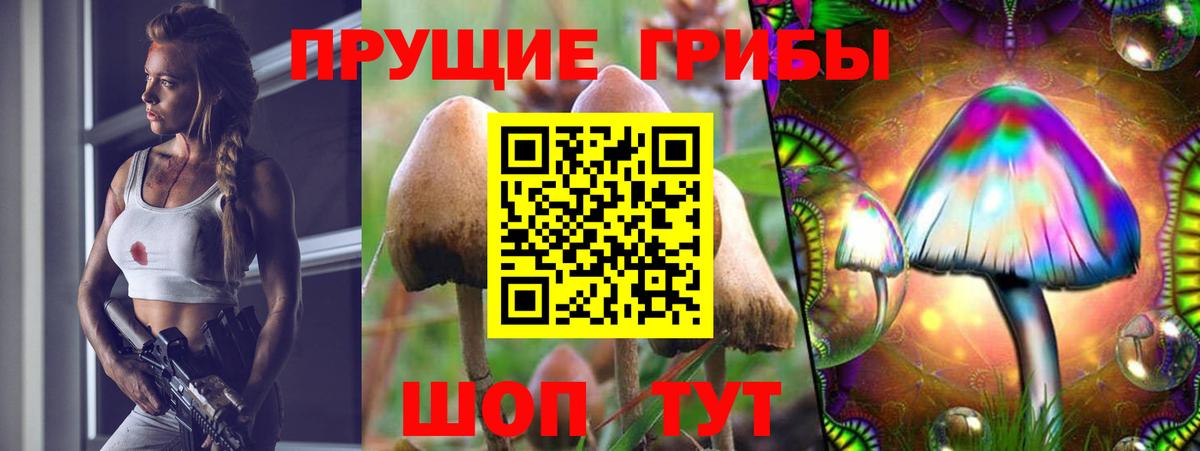 Псилоцибиновые грибы мицелий Горно-Алтайск